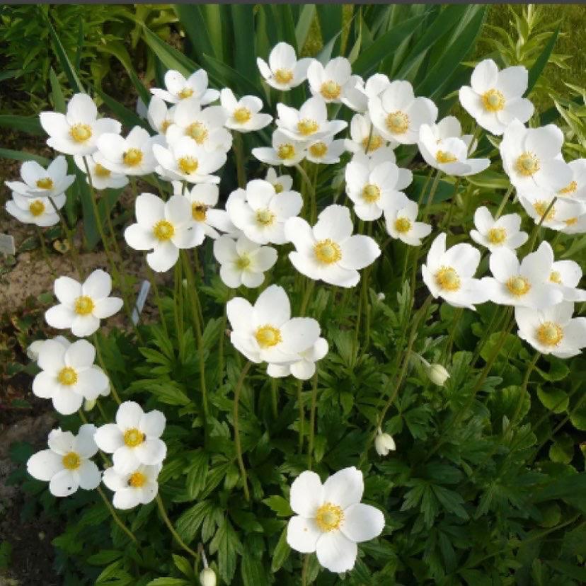 Растения с белыми цветами фото и названия