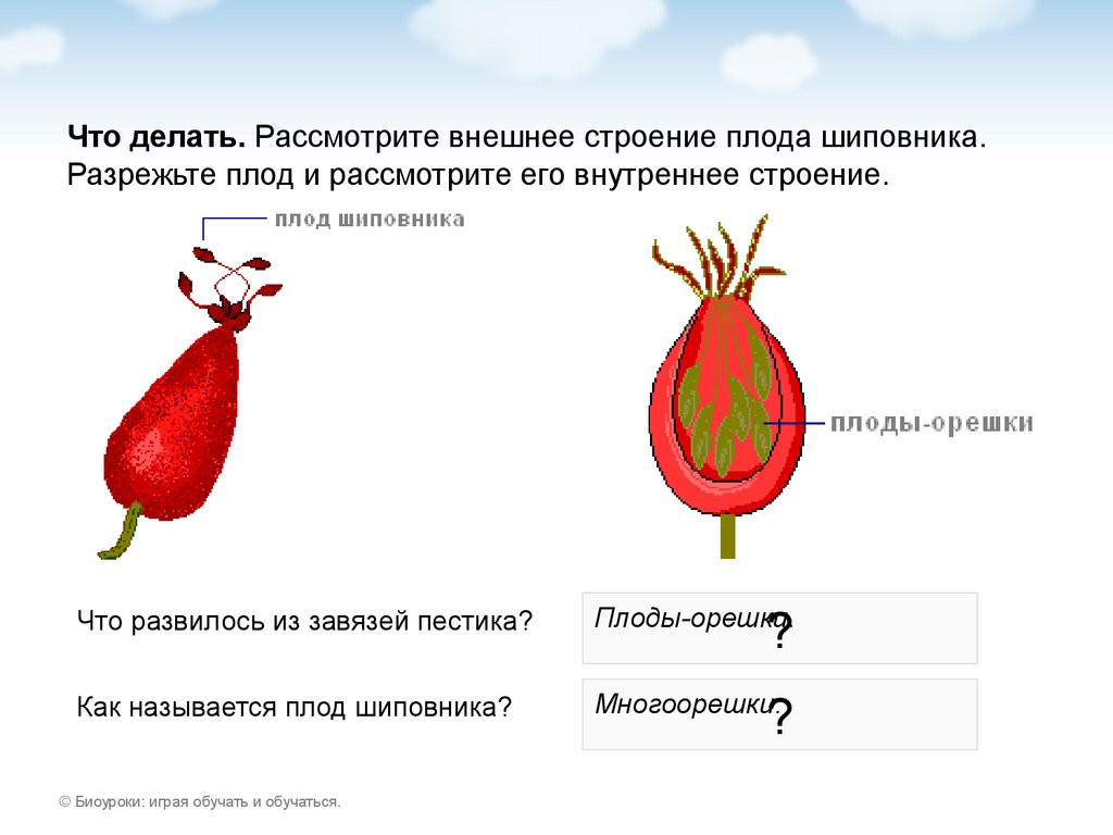 Рассмотрите внешний вид. Строение околоплодника плода шиповника. Строение плода шиповника схема. Внутреннее строение плода шиповника. Строение околоплодника плодов шиповника.