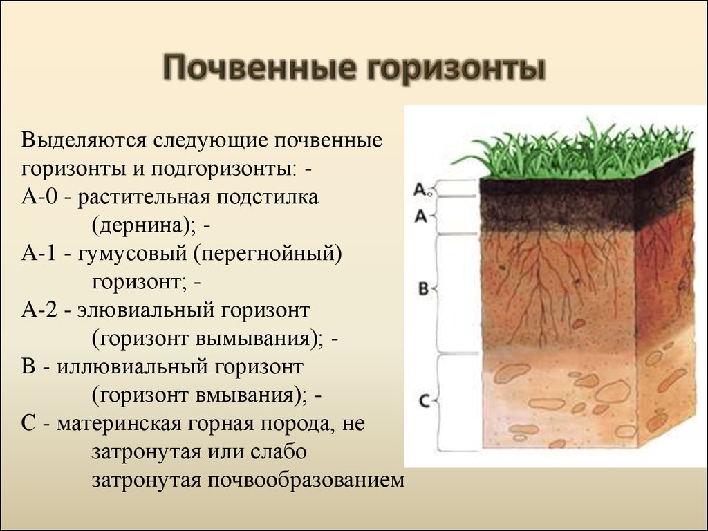 Разрез почвы рисунок