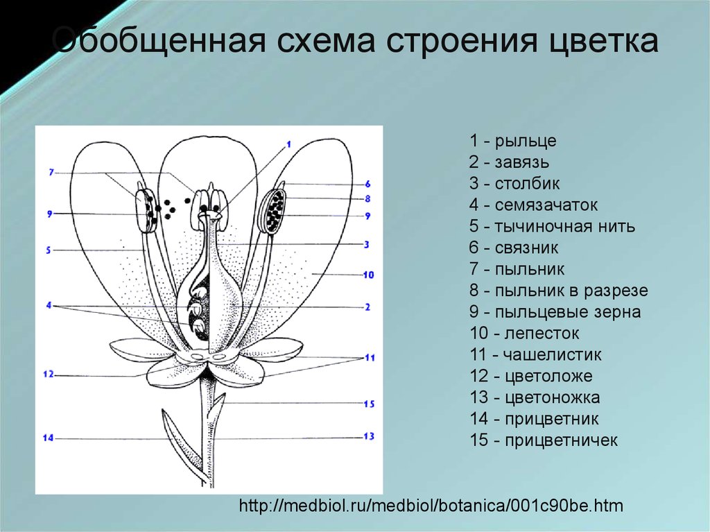 Рассмотрите рисунок определите структуры под цифрами 1 2 и 3 какие функции они выполняют