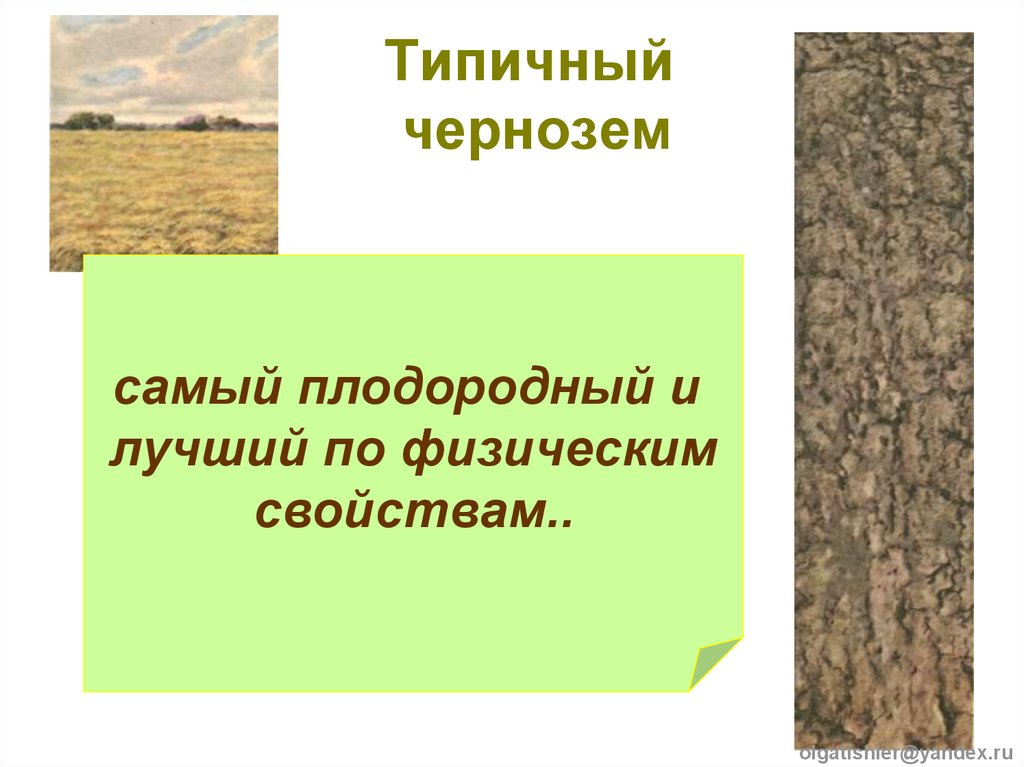 В какой зоне наиболее плодородные почвы. Чернозем Типичный. Чернозем презентация. Серые Лесные почвы.