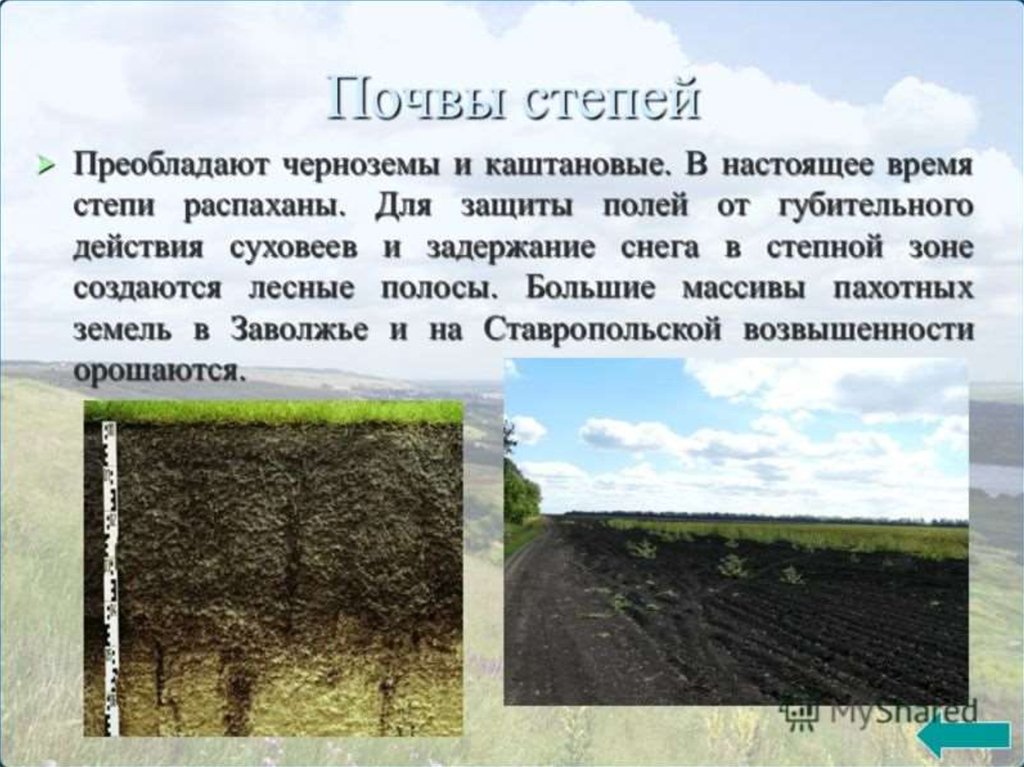 Какие почвы в степях россии. Почвы степи. Степи с черноземными почвами. Почвы Степной зоны. Почвы степи в России.