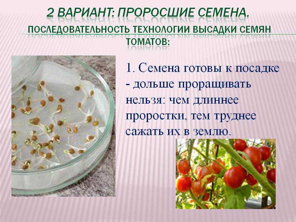 Через сколько дней всходит томат после посева. Подготовка семян к посеву. Проращивание семени технология. Прорастание семян томата. Пророщенные семена томатов.