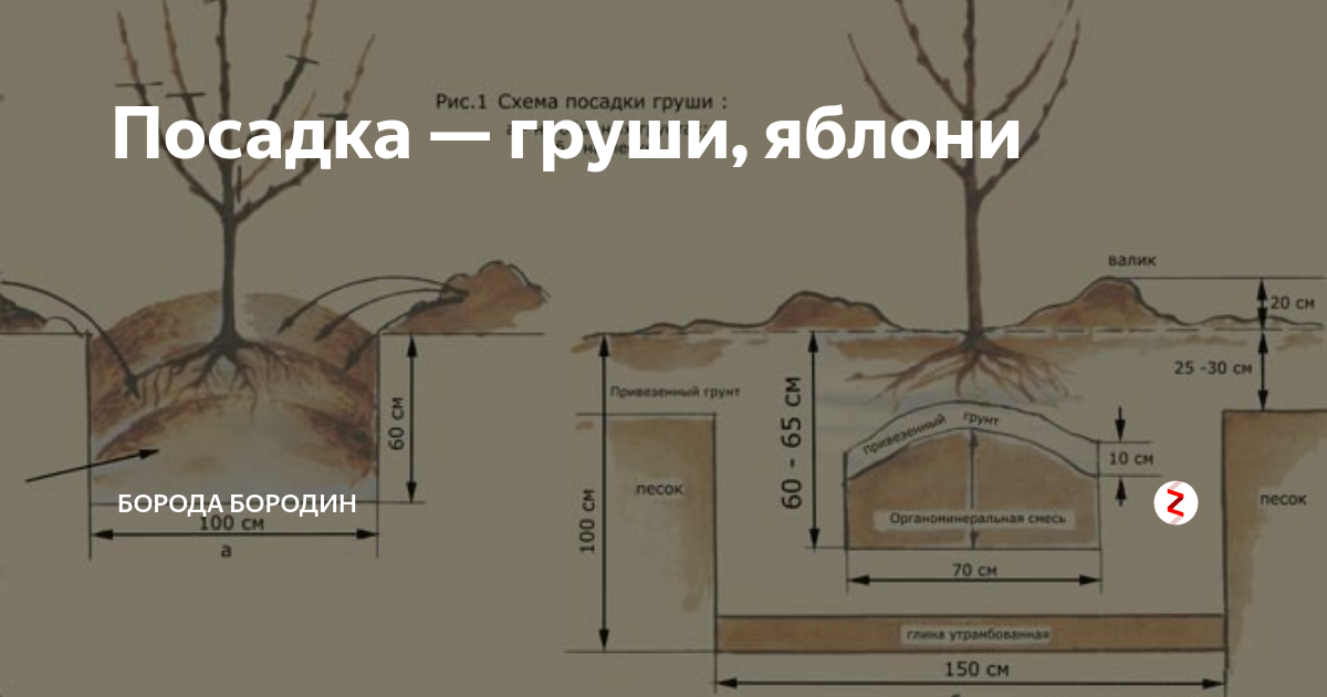 Расстояние деревьев. Схема посадки яблонь и груш. Схема посадки яблонь и груш на участке. Схема посадки груши в саду. Интервал посадки яблони.