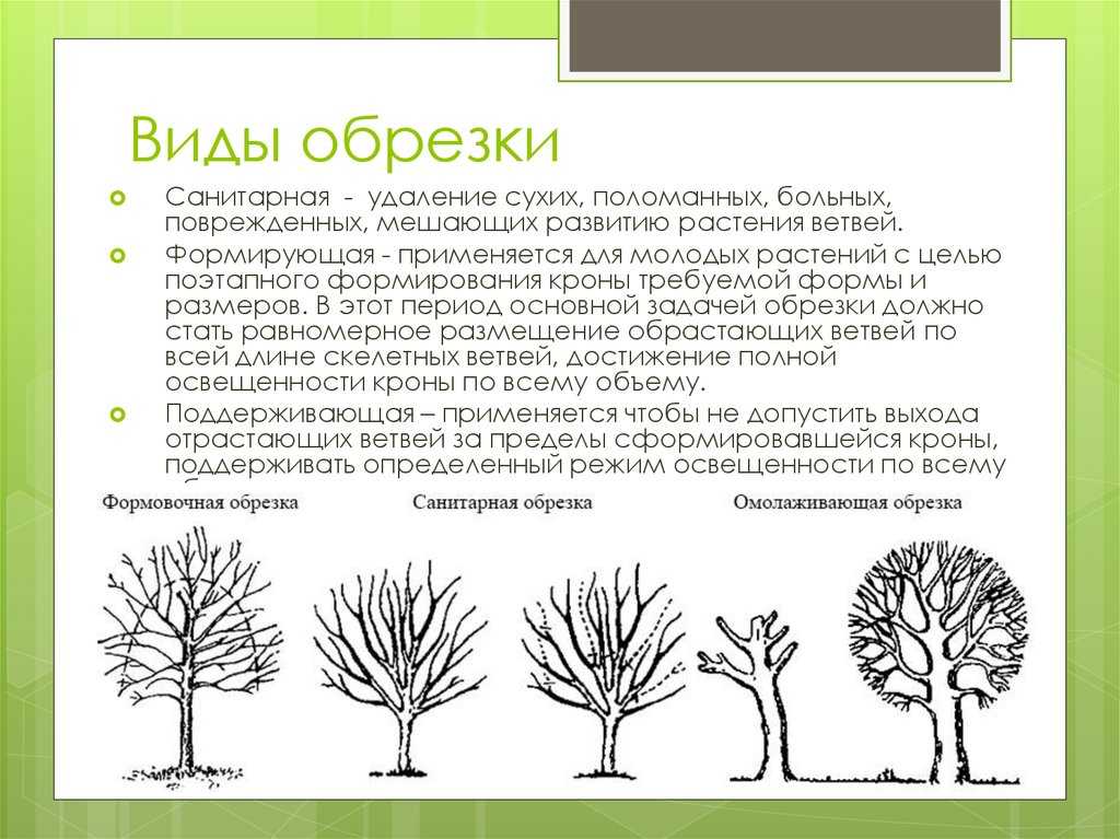 Виды обрезания. Санитарная обрезка деревьев схема. Виды обрезки. Виды обрезки растений. Формы обрезки деревьев.