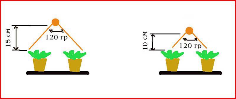 Лампа для рассады какое расстояние