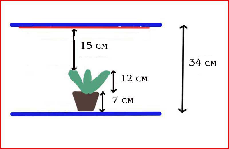 Расстояние от лампы до рассады