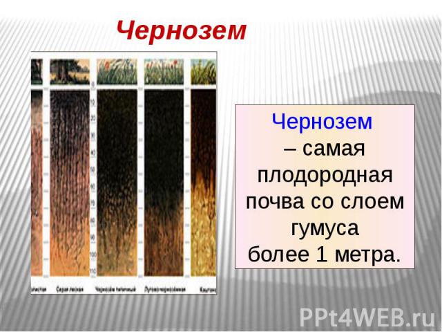 Какой тип почвы самый плодородный. Самые плодородные почвы. Какая почва самая плодородная. Чернозем самая плодородная почва. Самые плодородные почвы сероземы.