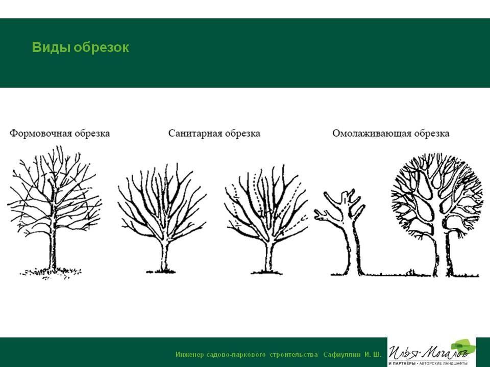 Кронирование дуба схема