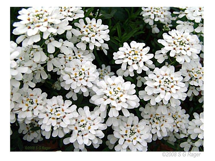 Садовые цветы с белыми цветами фото и названия