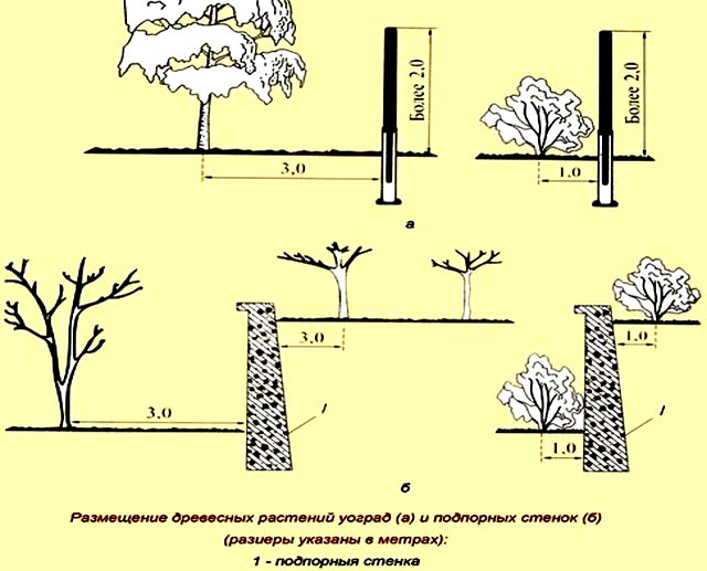 Расстояние до стенки. Норматив посадки деревьев от дороги. Высота деревьев и кустарников на территории. Посадка древесных растений. Норма посадки деревьев от многоэтажного дома.