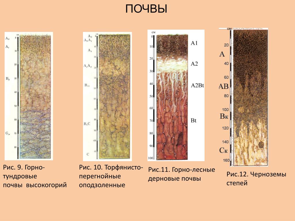 Схема строения почвенного профиля чернозема