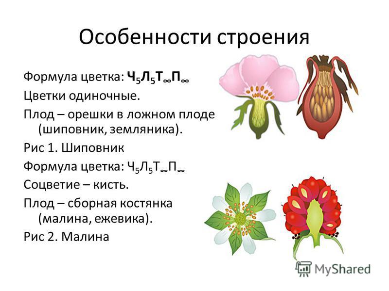 Рисунок цветка розоцветных