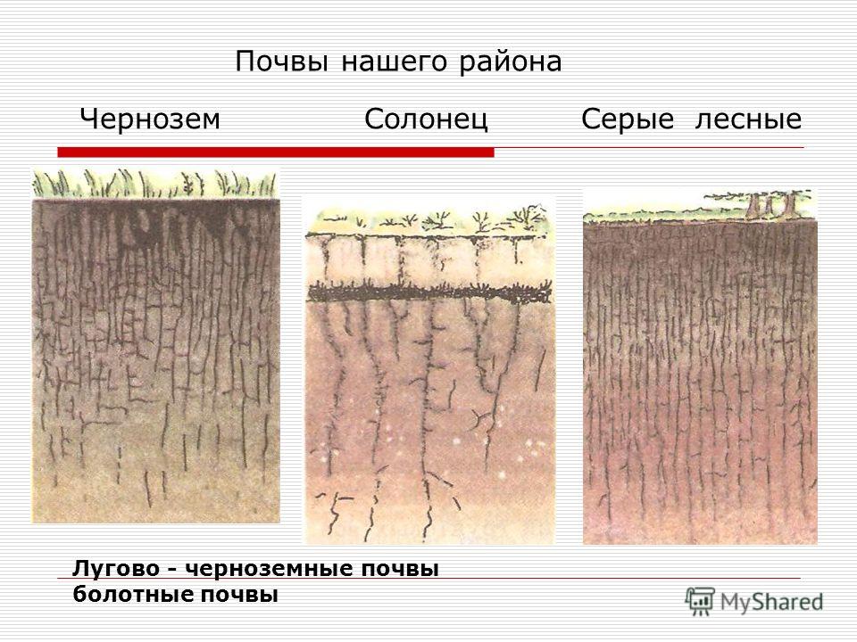 Описание почвы чернозем по плану