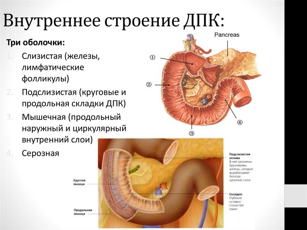 Работа 12 перстной кишки