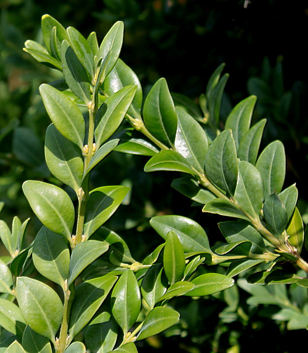 Вечнозеленые кустарники с листьями. Самшит — Buxus colchica. Самшит вечнозеленый листья. Зелень самшит Буксус. Самшит вечнозеленый дерево.