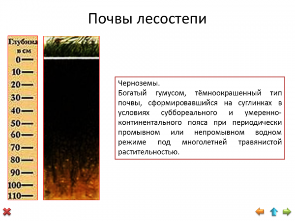 Климатические условия чернозема. Почвы чернозёмы лесостепей в России. Лесостепная зона типы почв. Лесостепи и степи почва. Тип почвы в лесостепи.