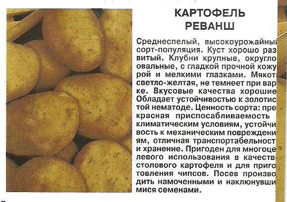 Картофель родриго описание сорта характеристика. Картофель Тимо Ханккиян. Пакетики семян картофеля. Сорта картофеля для жарки и для варки.
