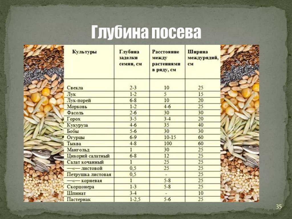 Схема посадки фасоли в открытый грунт семенами