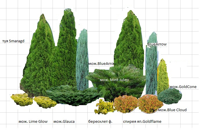 Схема посадки хвойных композиций