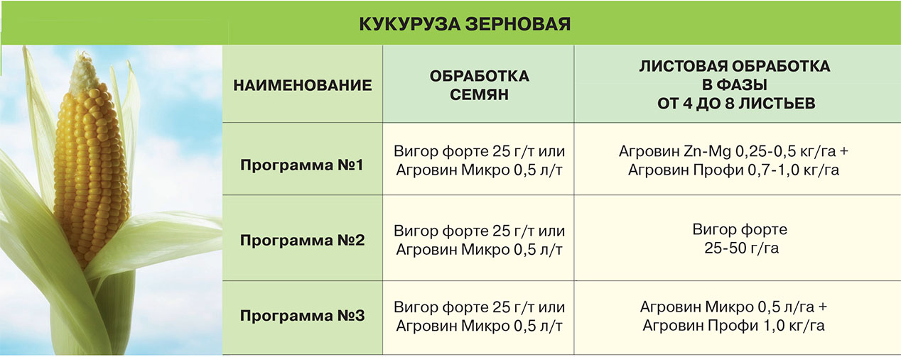 Схема посадки семян кукурузы