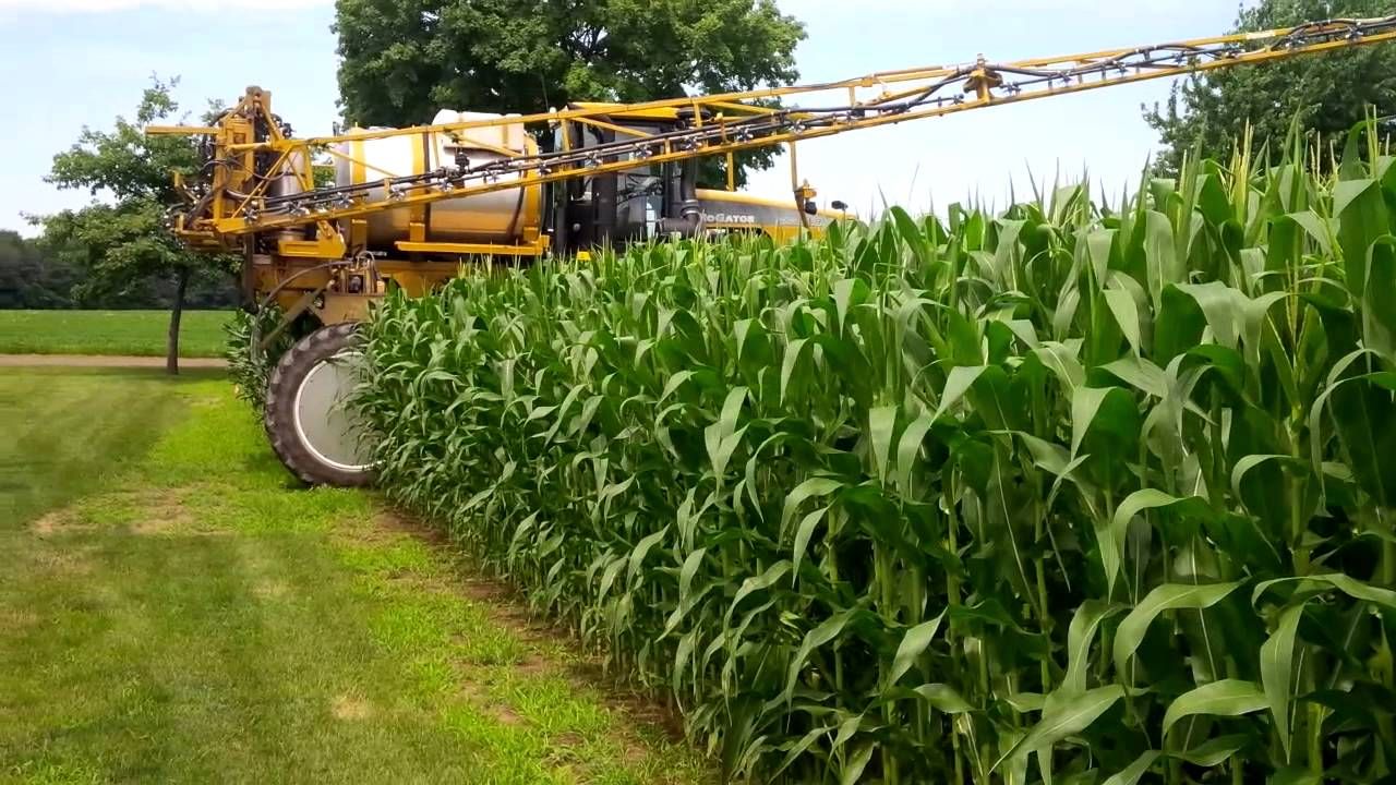 Урожайность силоса. Силосование кукурузы. Кукуруза на силос. Технология возделывания кукурузы на силос. Уборка кукурузы на силос.