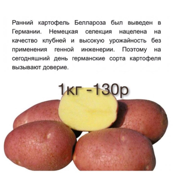 Картофель семенной 2кг средний изюминка. Картофель беллароза описание сорта характеристика