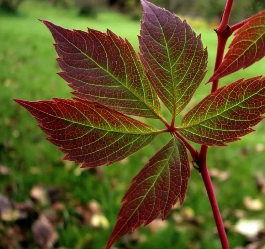 Дикий лист. Виноград девичий пятилисточковый Parthenocissus quinquefolia. Девичий виноград Parthenocíssus quinquefolia. Виноград пятилисточковый / Parthenocissus quinquefolia. 