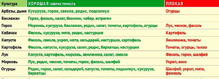 После огурцов можно. Совместимость огурцов с другими культурами. Совместимость томатов с другими культурами на грядке. Совместимость капусты с другими культурами. После чего сажать фасоль.