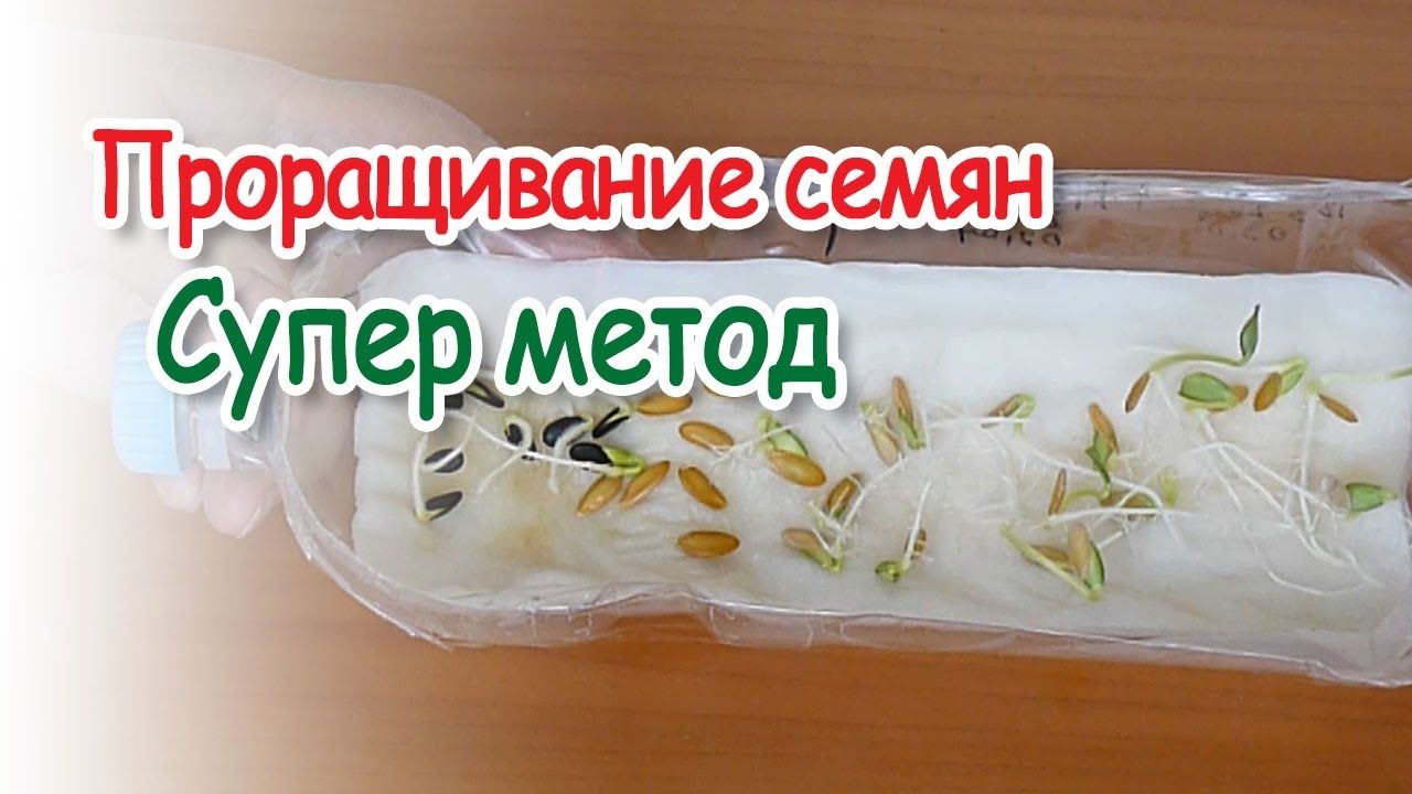 Посадка Рассады Огурцов В Туалетной Бумаге