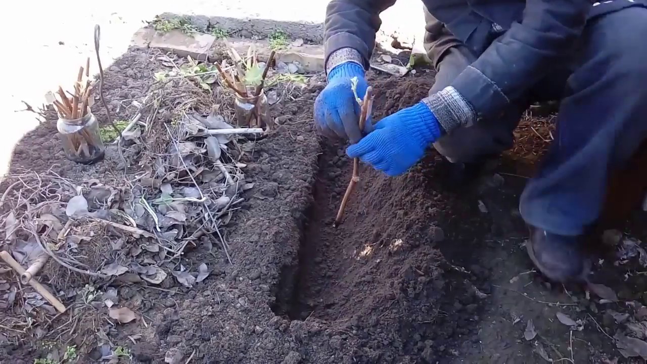 Сажаем черенки винограда в грунт. Школка посадка черенков винограда. Школка для винограда. Школка для саженцев. Посадка саженцев винограда в школку.