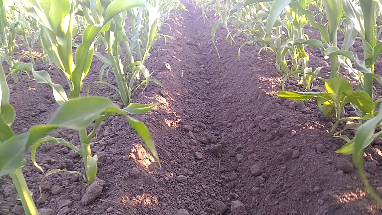 Как посадить кукурузу в огороде в открытый. Окучивание кукурузы. Прополка кукурузы. Посадка кукурузы. Всходы кукурузы.