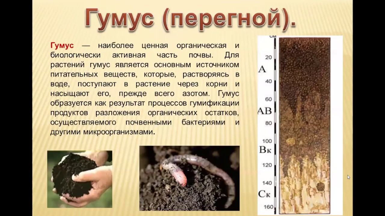 Механические части почвы. Гумус почвы. Почва богатая гумусом. Почва презентация. Черноземы почвы гумус.