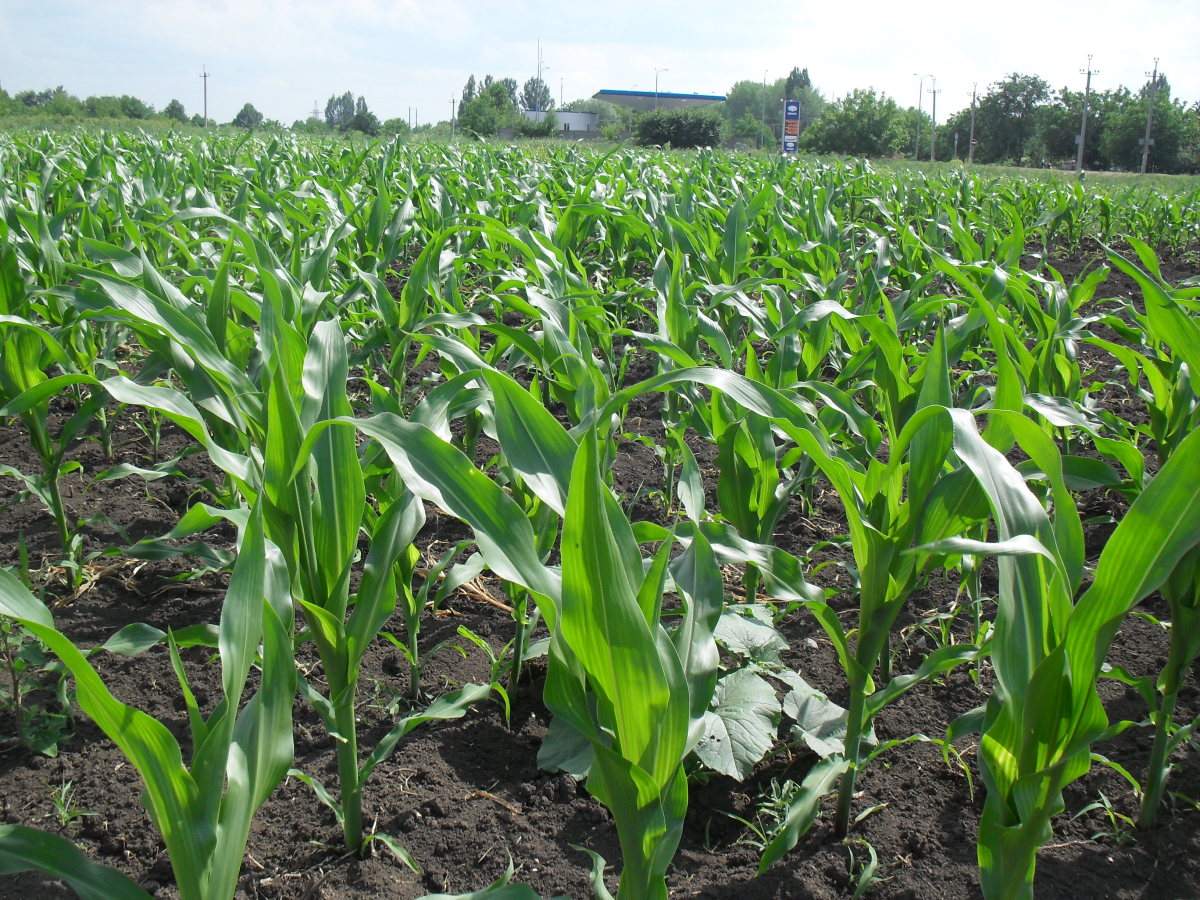 Как посадить кукурузу в огороде в открытый. Кукуруза на грядке. Кукуруза растет на грядке. Посеять кукурузу. Ростки кукурузы.