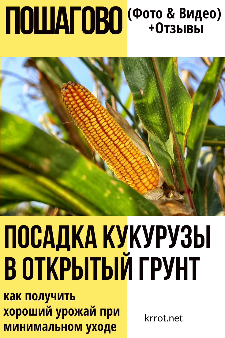 В каком месяце сажают кукурузу. Посадка кукурузы в открытый грунт. Кукуруза в открытом грунте. Семена кукурузы для посадки. Высадка кукурузы в открытый грунт.