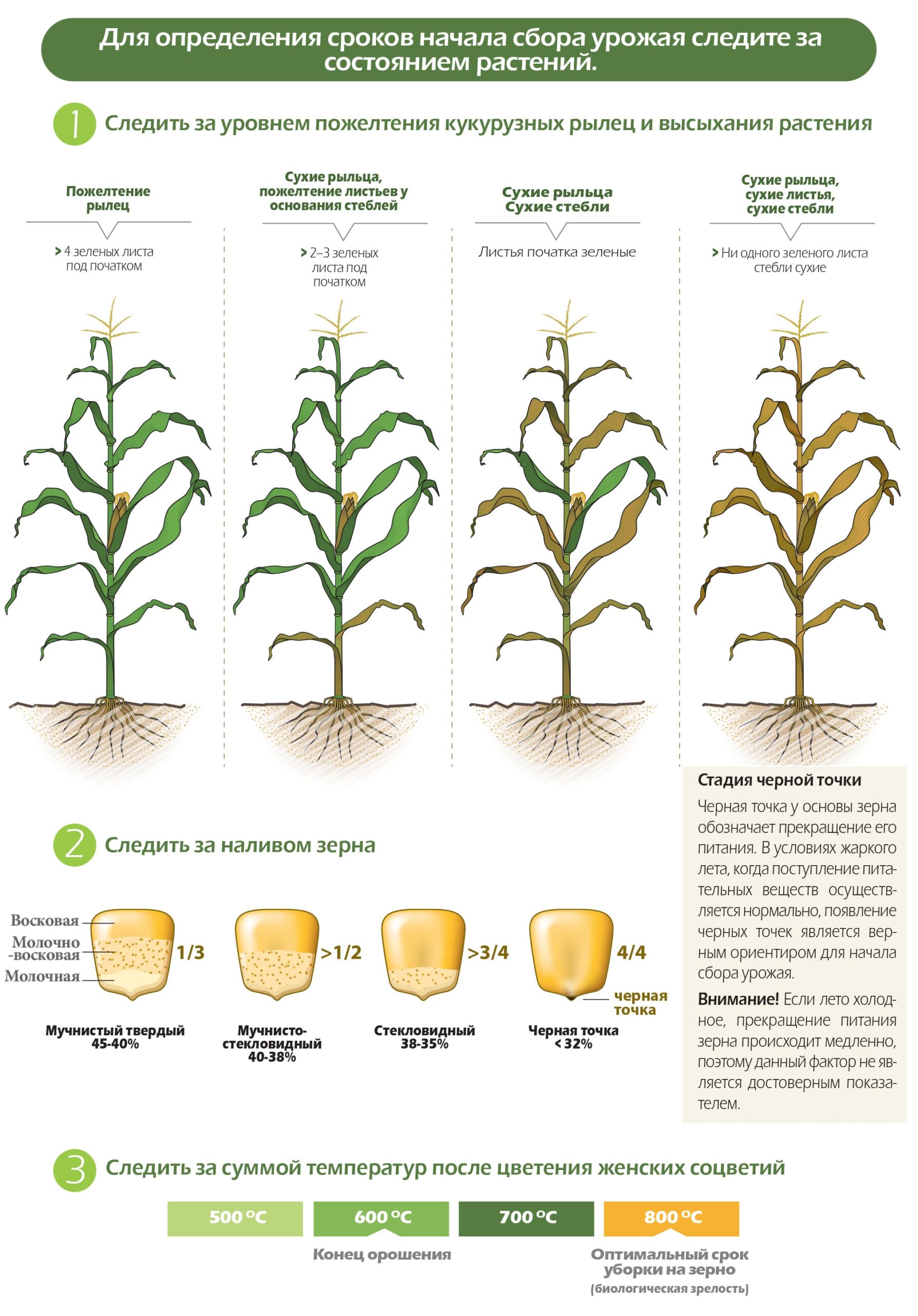 В каком месяце сажают кукурузу. Схема посева кукурузы. Глубина посева семян кукурузы. Схема созревания кукурузы. Схема посадки кукурузы.