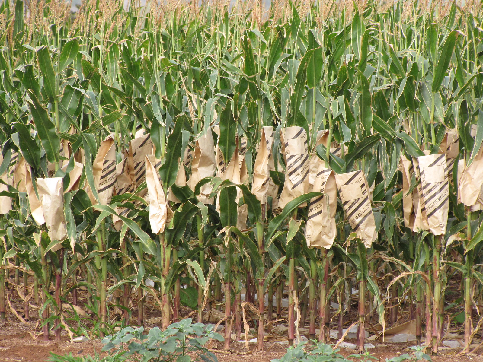 Как посадить кукурузу в огороде. Кукуруза в огороде. Кукуруза кукуруза растет. Посев кукурузы. Кукуруза растет на грядке.