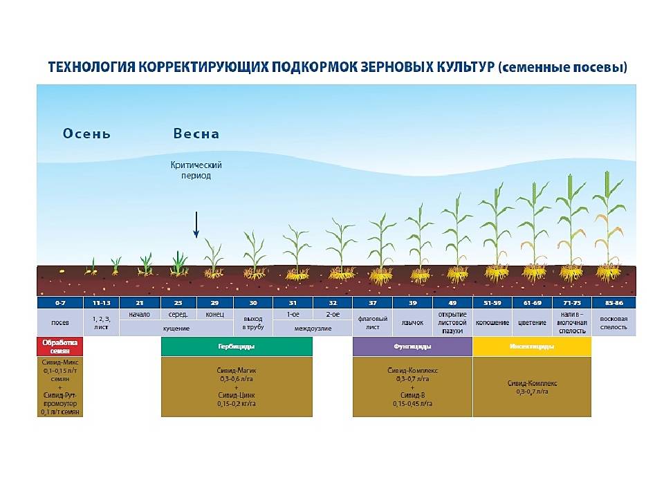 Удобрение озимых культур. Схема посева озимой пшеницы. Схема внесения удобрений для озимой пшеницы. Удобрение Яровой пшеницы схема. Интегрированная система защиты Яровой пшеницы.