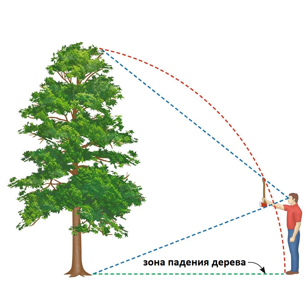 Схема спила дерева бензопилой