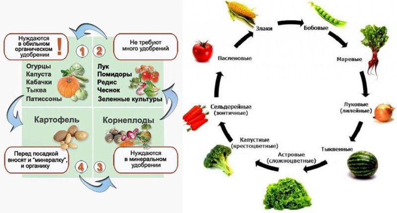 Чередование посадки овощей на огороде схема и описание