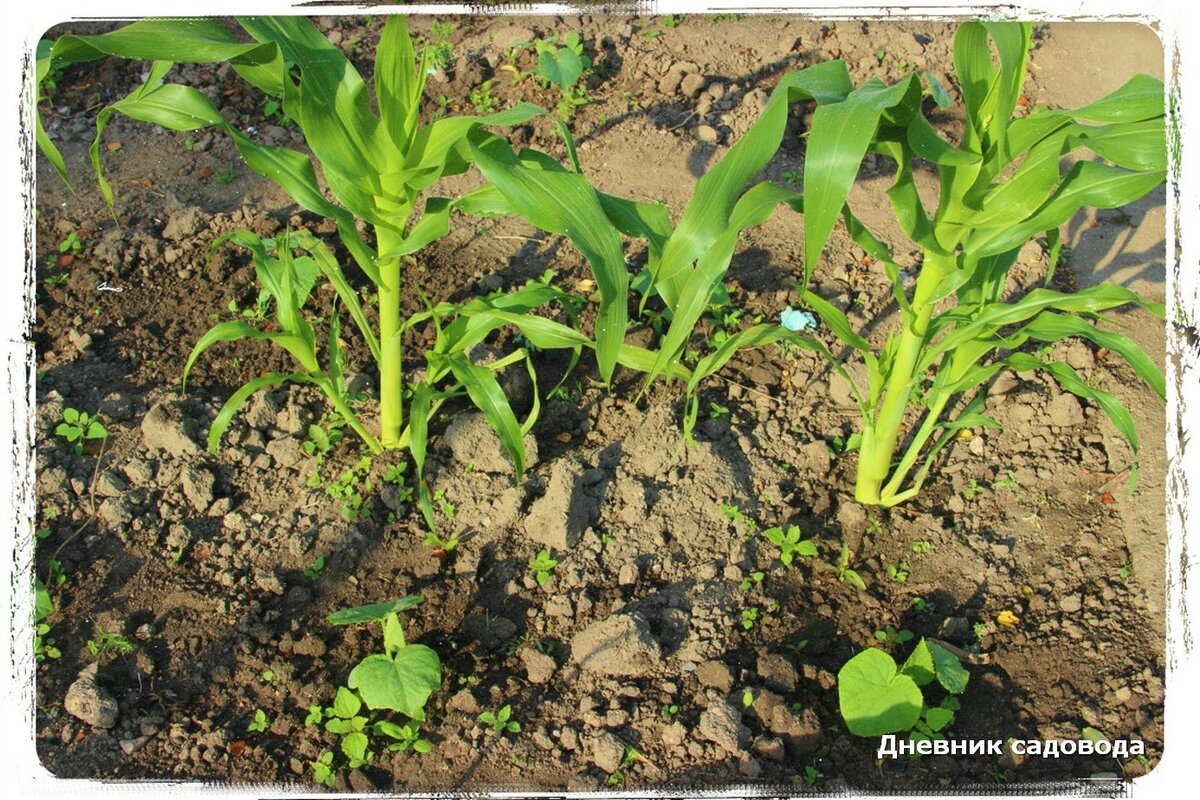 Как посадить кукурузу в огороде в открытый. Кукуруза на грядке. Рассада кукурузы. Сажаем кукурузу. Совместные посадки.