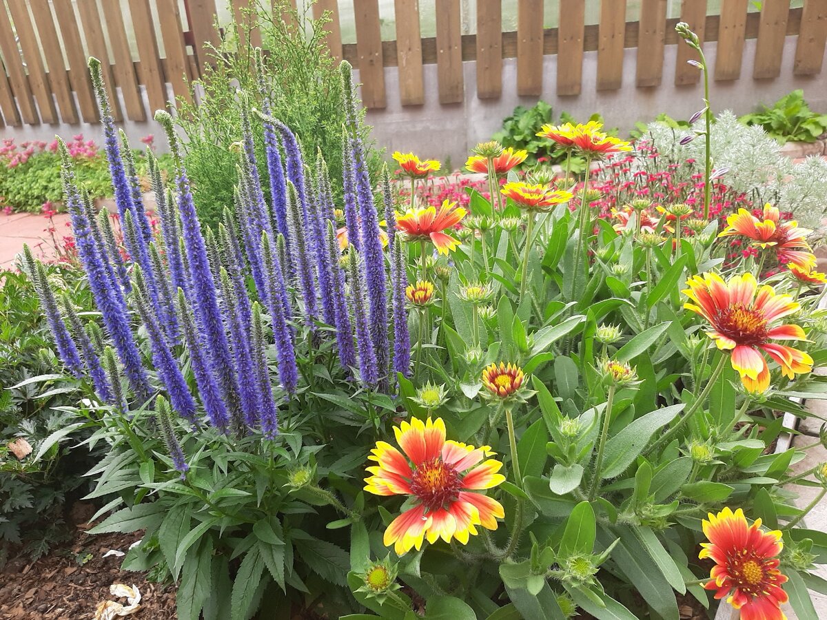Цветы многолетники для сада неприхотливые долгоцветущие для урала фото и названия