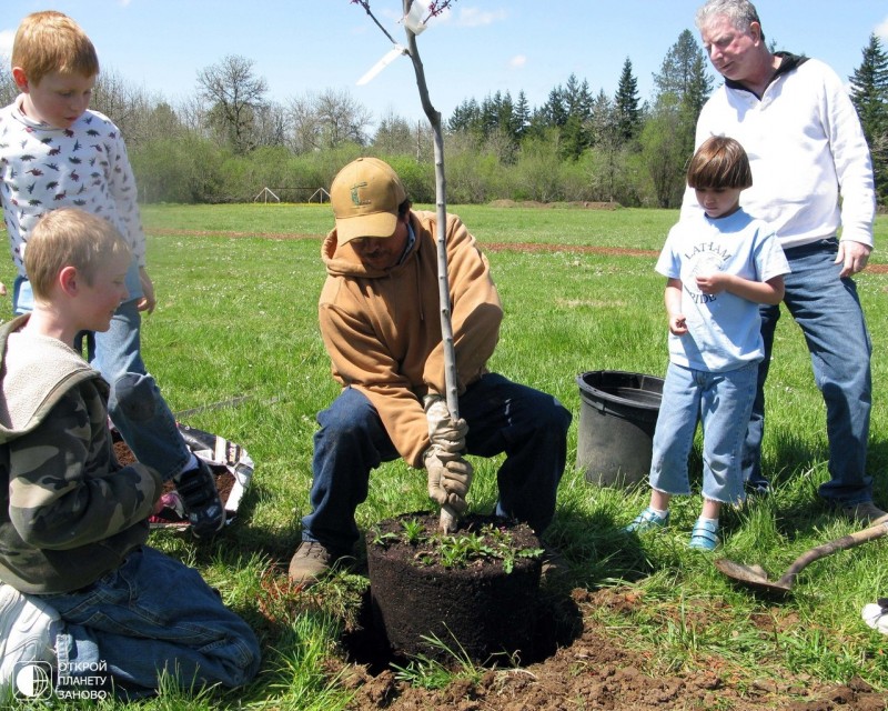 Школьники должны были посадить 200 деревьев они. Посадка деревьев. Посадка деревьев и кустарников. Высаживание деревьев. Высаженные деревья.