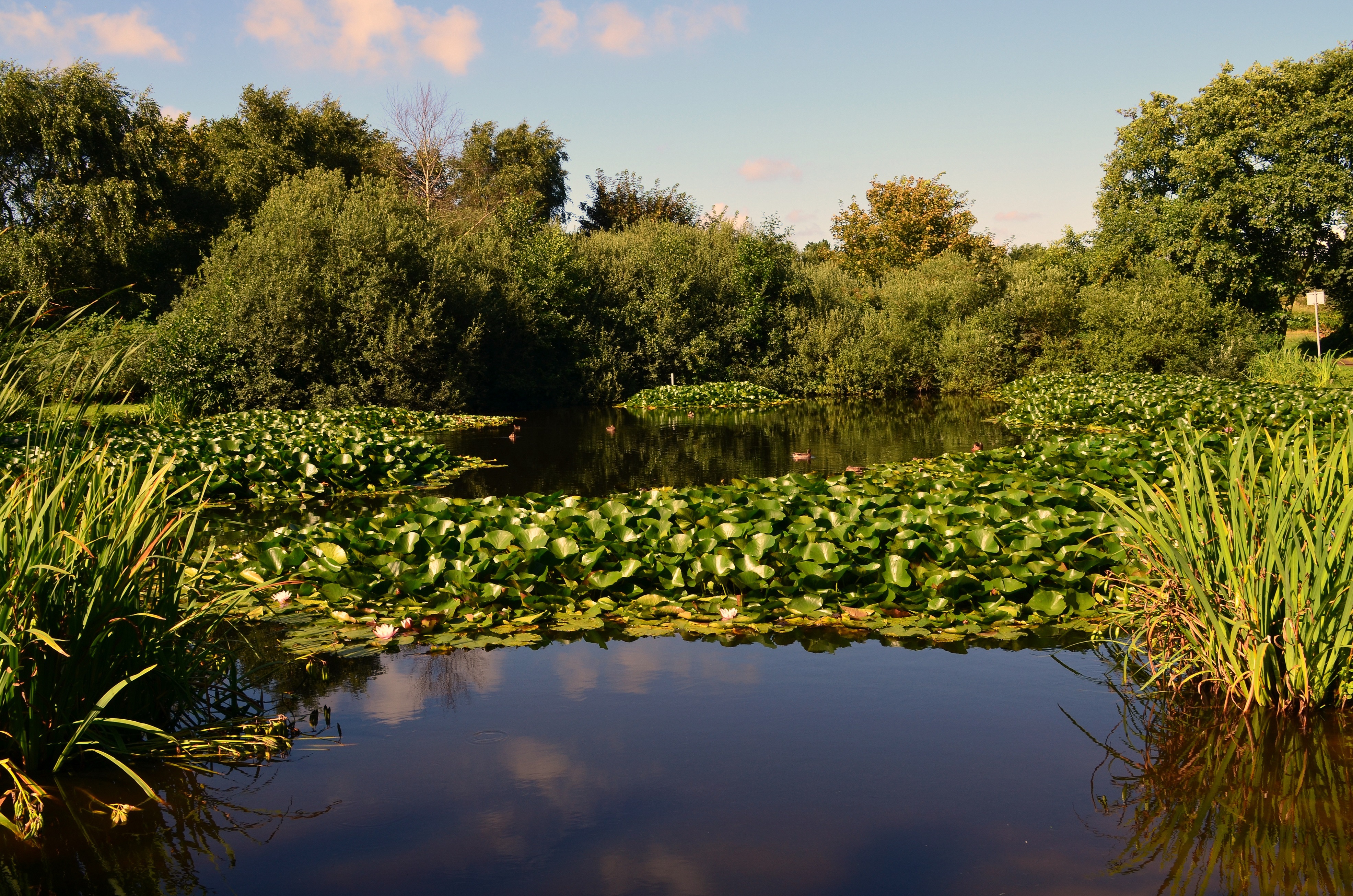 Pond plant. Икорец река Воронежская кувшинки. Кувшинки река Кундрючья. Пруд лилии Живерни. Ряска на пруду.