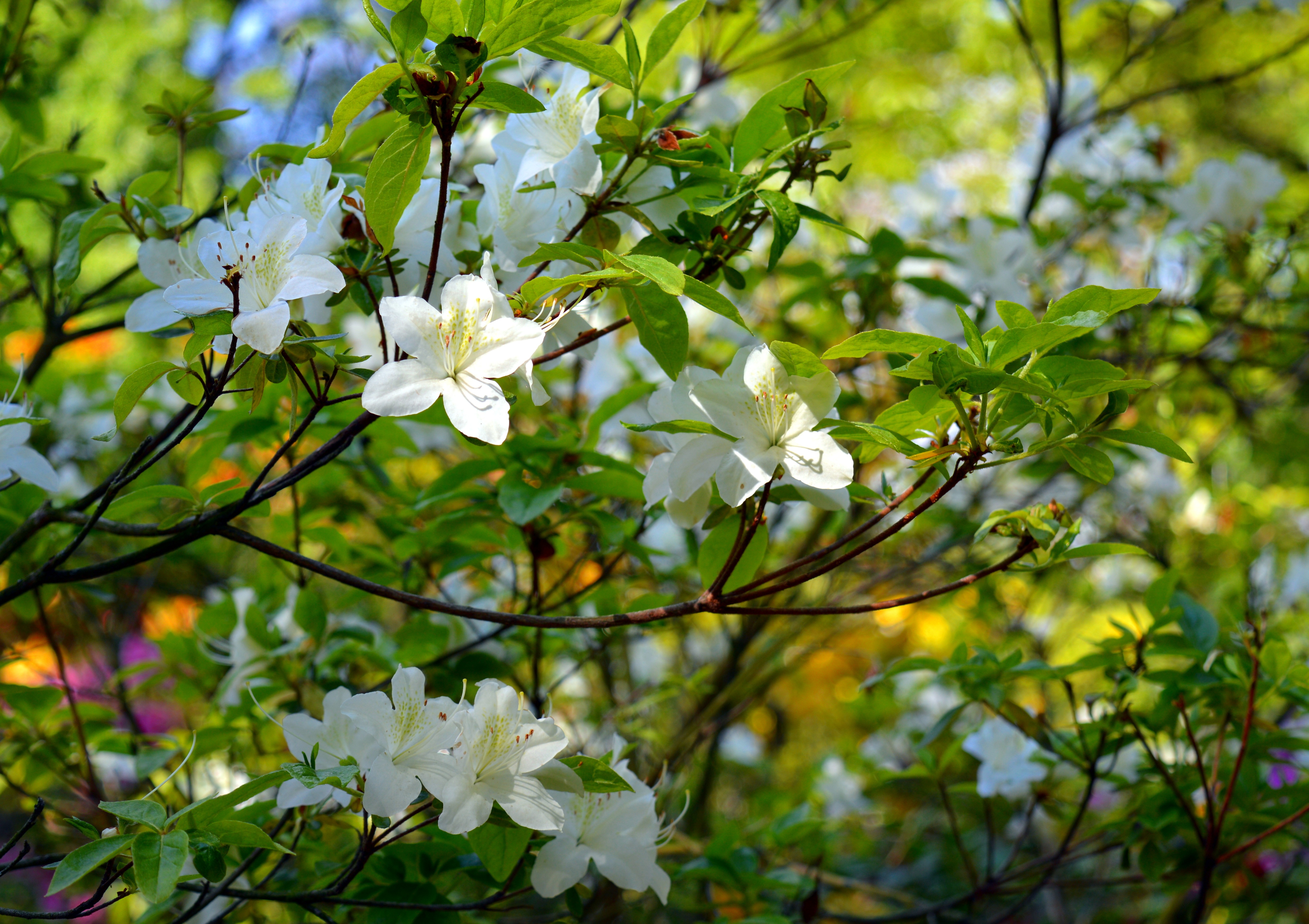 Какие деревья цветут белыми цветами