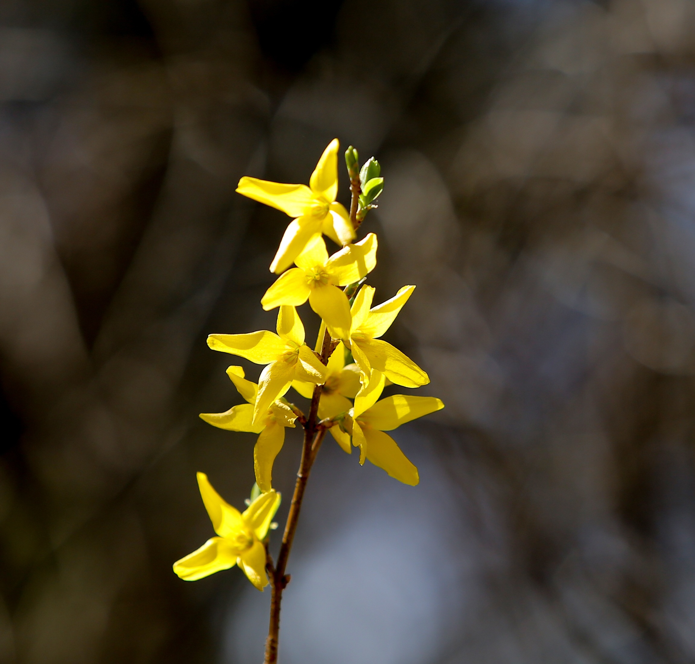 Форзиция. Форзиция Tetragold. Форзиция миниголд. Форзиция европейская — Forsythia europaea. Форзиция Снежная.