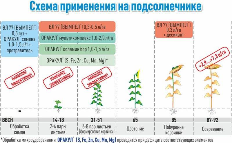 Схема посадки семян кукурузы