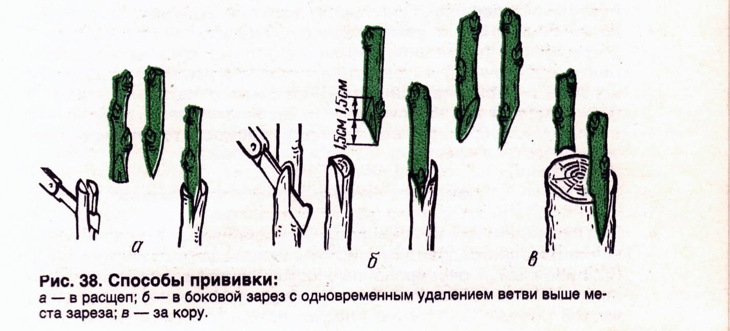 Размножение яблони прививкой