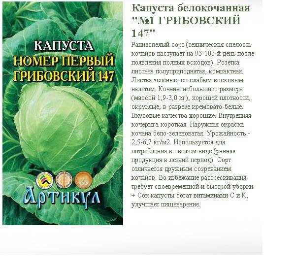 Капуста описание. Капуста номер первый Грибовский 147. Капуста Грибовский №1 б/к 