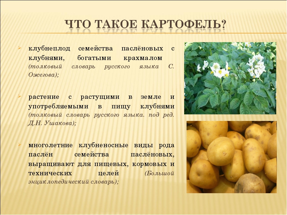 Определить урожайность картофеля. Картофель культурное растение. Картофель презентация. Картошка для презентации. Картофель краткая характеристика.